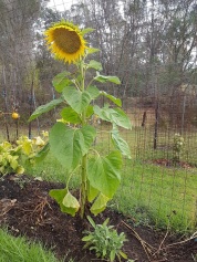 Sunflower and garden