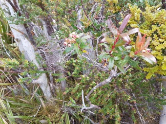 Gaultheria hispida Bruny
